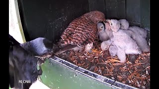 jackdaw attacks kestrel on the nest jackdaw v kestrel [upl. by Edy]