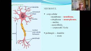 Clasificarea sistemului nervos Neuronul Lectii de biologie VII progrma noua [upl. by Salangia]