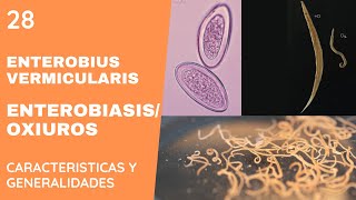 Enterobius Vermicularis 28  OXIUROS  NEMATODOS [upl. by Eizzo]