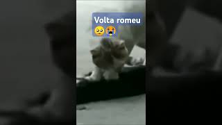 Levanta romeu não se vá 🥺😭 [upl. by Ahsin]