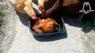 Rare Video Of Chickens Eating Roasted Chicken [upl. by Llekcm355]