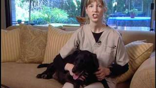 How to Care for a Dog with Degenerative Myelopathy [upl. by Suedama]