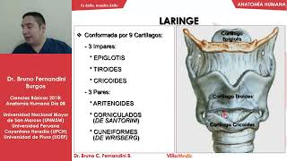 Anatomía Humana FÁCIL Laringe  Tiroides  Paratiroides  Ciencias básicas  Villamedic [upl. by Aloibaf48]