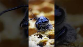 the BEE is born  Tropical Forest Bees bees tropicalforestbees [upl. by Ettennal]