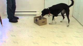 3 Anaphylaxis Allergy Alert Part 2 Step by Step Training for Assistance Dogs [upl. by Ydnec]