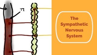 The Sympathetic Nervous System [upl. by Miharba]