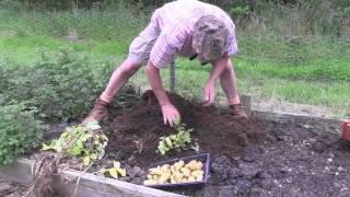 Enormous harvest of Container Grown Potatoes [upl. by Shina]