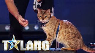 Bengaliska katten Aramis prövar lyckan i Talang 2018  Talang TV4 [upl. by Sedinoel]