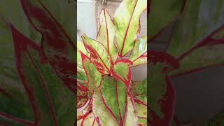 Aglaonema plant shorts song like subscribe [upl. by Eigroeg]