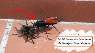 Top 10 Fascinating Facts About the Terrifying Tarantula Hawk [upl. by Lyda]