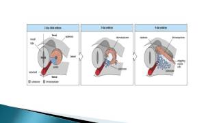 EMBRYOLOGIE Quatrième semaine du développement embryonnaire DR LAOUCHE [upl. by Lerrud912]