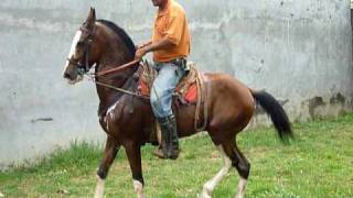 Caballo de paso costarricense [upl. by Esenahs]