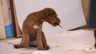 Artistic Irish Terrier Pups  Too Cute [upl. by Dolph]