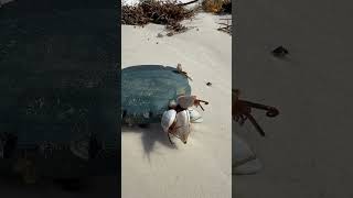 Gooseneck Barnacles beach barnacles nature gulfcoast marinebiology [upl. by Atimad]