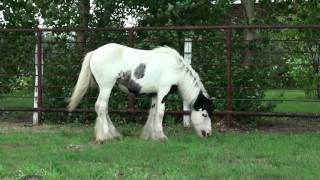 Gypsy Cob Filly for Sale  North Fork Beauty [upl. by Grimbal]