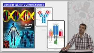 81 MECANISMOS DE GENERACIÓN DE LA DIVERSIDAD DE LINFOCITOS T Y B [upl. by Mansur205]
