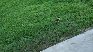 Baby plovers and their parent in Beachmere queensland [upl. by Felipe]