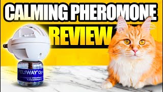 Feliway Cat Calming Pheromone  Does It Really Work [upl. by Lucania]