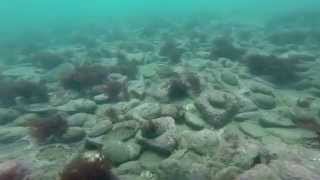 Amazing Paua Abalone Diving New Zealand [upl. by Eittak]