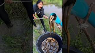 Unbelievable Eel Catch With Plastic Pipe Techinques🤯 fishtrap pipefish fish fishingvideo shorts [upl. by Emalia100]