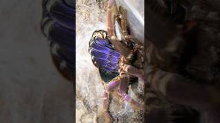 Purple Tarantula Moulting Pamphobeteus insignis [upl. by Stevana553]