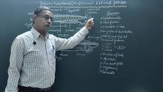 External features of BranchiostomaAmphioxus [upl. by Bank]