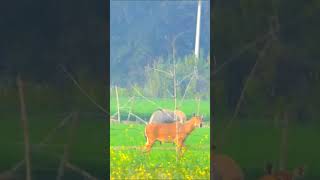 Nilgai ka jhund nilgaijumping animals wildlife nature jungleinside [upl. by Barron997]