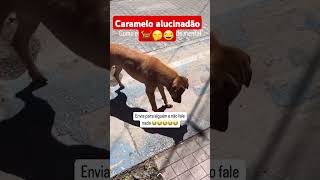 Caramelo alucinadão 🐕🤭😂 [upl. by Kylila424]