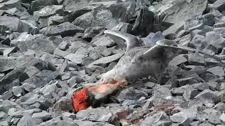 Giant Petrel Eating Baby Penguin Alive [upl. by Ola]