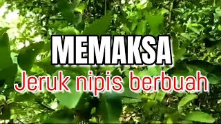 quotMEMAKSA JERUK NIPISquotcitrus aurantifolia BERBUAHUshter studio [upl. by Alilak]