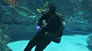 North Carolina Aquarium at Fort Fisher  Kure Beach NC [upl. by Mackey990]