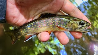 NC Small Stream Fly Fishing  8924 [upl. by Inoj]