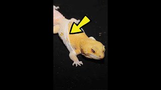 Why Do Reptiles Shed Their Skin [upl. by Faxon]