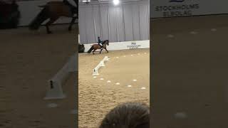 😍😍 horse elmia equestrian islandshäst islandic islandichorse pass tölt gallop skritt [upl. by Eiduam]