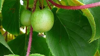 Propagating Hardy Kiwi  Spectacular Results [upl. by Aneehsar442]