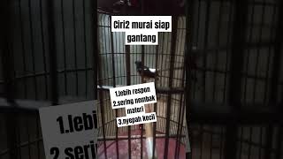 Ciri murai siap gantang kicaumania muraibatu kicaumanianusantara [upl. by Greabe]