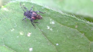 Halyomorpha halys Brown marmorated stink bug nymph with something strange on its back [upl. by Walley531]