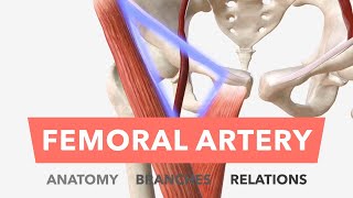 Femoral Artery  Anatomy Branches amp Relations [upl. by Ekralc681]