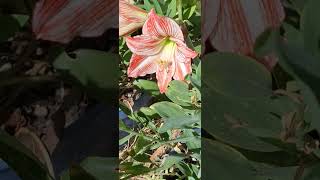 Hippeastrum 06 03 2024 [upl. by Bakeman143]