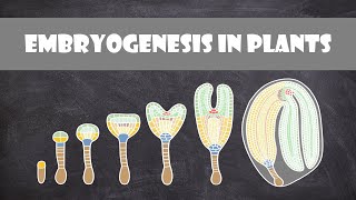 Embryogenesis in Plants  Plant Biology [upl. by Collis]