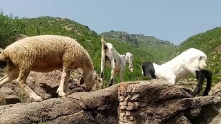 Grazing goats and sheeps in beautiful mountains  goats with sheep in very beautiful mountains [upl. by Wills]