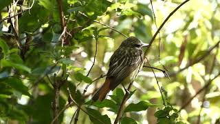 Sulphur Bellied Flycatcher Quito 17 Octubre 2024 [upl. by Remark462]