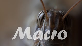 Lumix FZ2000  FZ2500  FZH1  Opteka 10x Achromat  Nahlinse  Macro Samples  4K [upl. by Llennod]