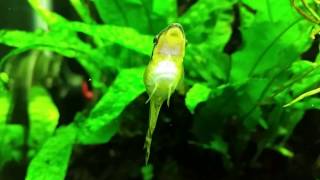 Is This Otocinclus Catfish Gravid [upl. by Acirret174]