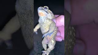 Toad voice frog toad sounds viral virallife [upl. by Sibilla]