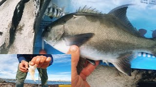 FISHING FOR GALJOEN SOUTH AFRICAS NATIONAL FISH [upl. by Anastassia758]