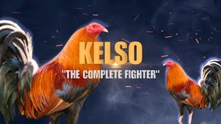 KELSO GAMEFOWL BLOODLINE Fighting Style and History [upl. by Neenaej]