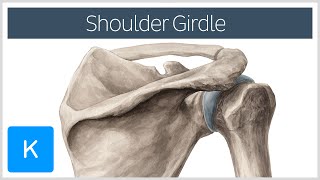 Shoulder Pectoral Girdle  Muscles and Movements  Human Anatomy  Kenhub [upl. by Acina645]