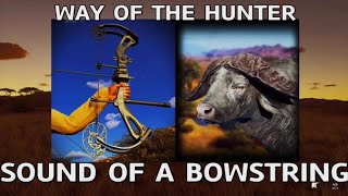 WOTH SOUND OF A BOWSTRING PERFECT SPOT amp HOW to DOUBLE LUNG a CAPE BUFFALO with a BOW Guide [upl. by Nylisoj]