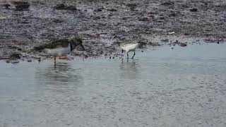 Sanderling Piovanello tridattiloCalidris alba Ruddy Turnstone Voltapietre Arenaria interpres [upl. by Nylasej]